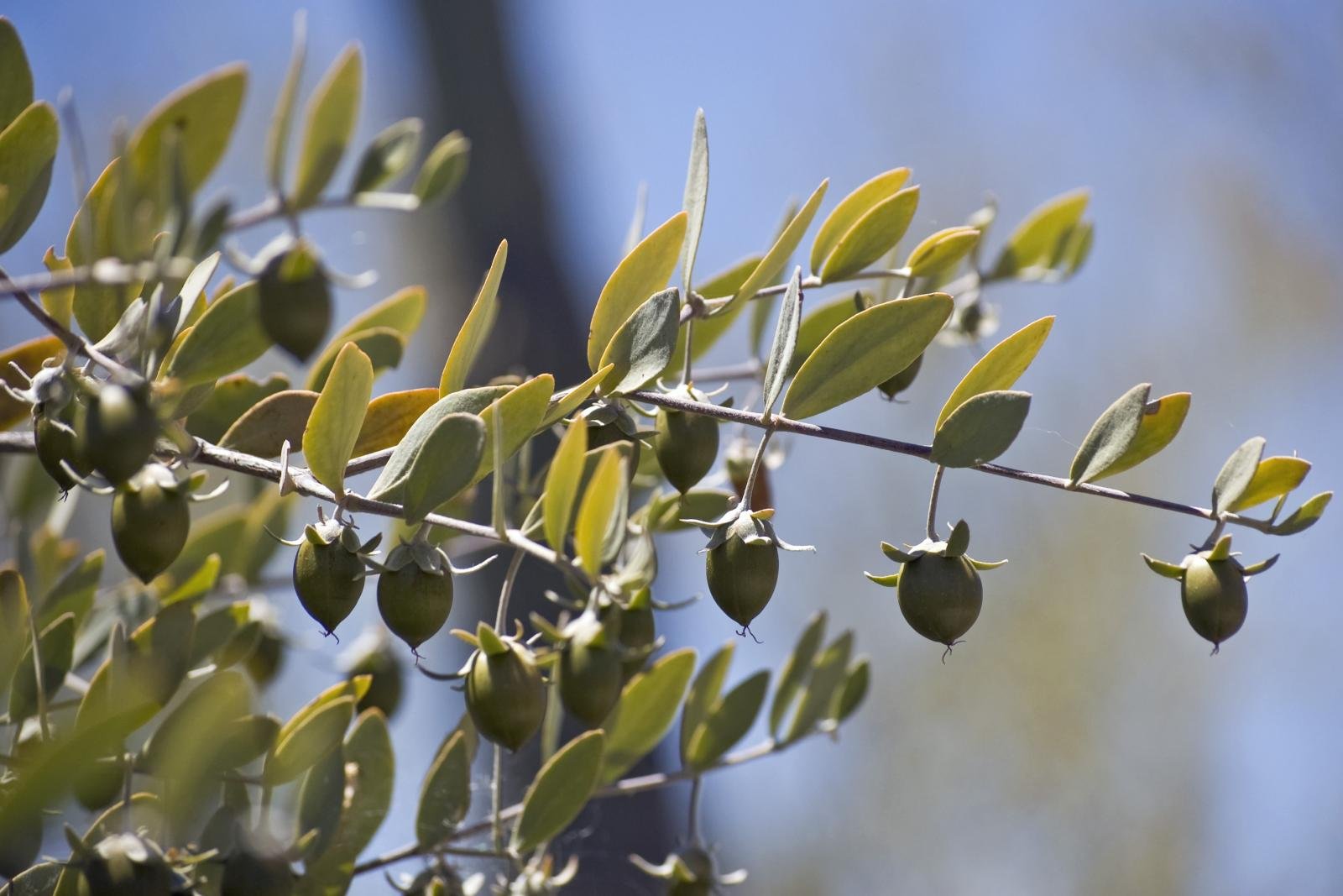jojoba yağı
