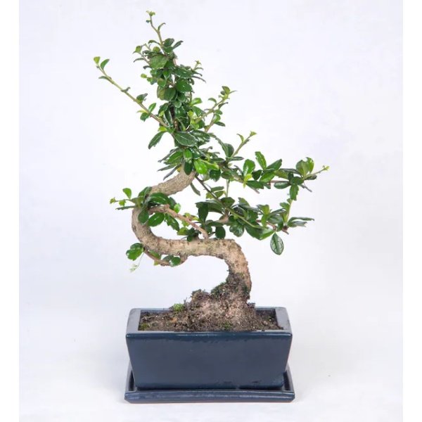 Bonsai