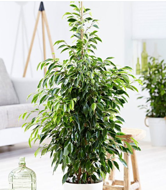 Ficus Benjamin