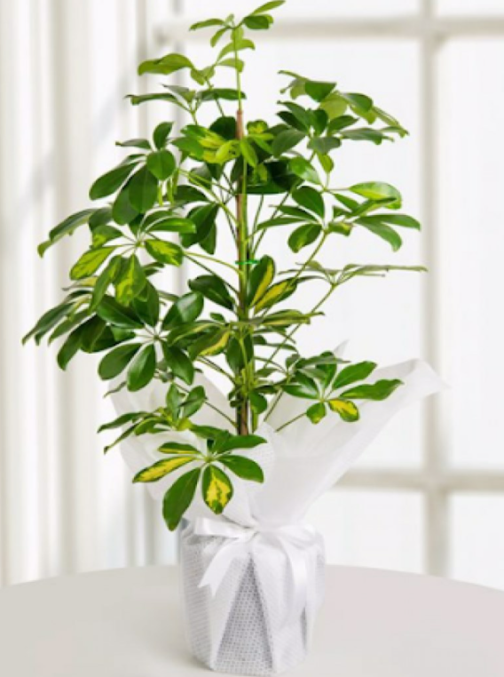 Schefflera Çiçeği