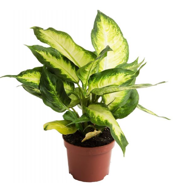 Dieffenbachia Camilla