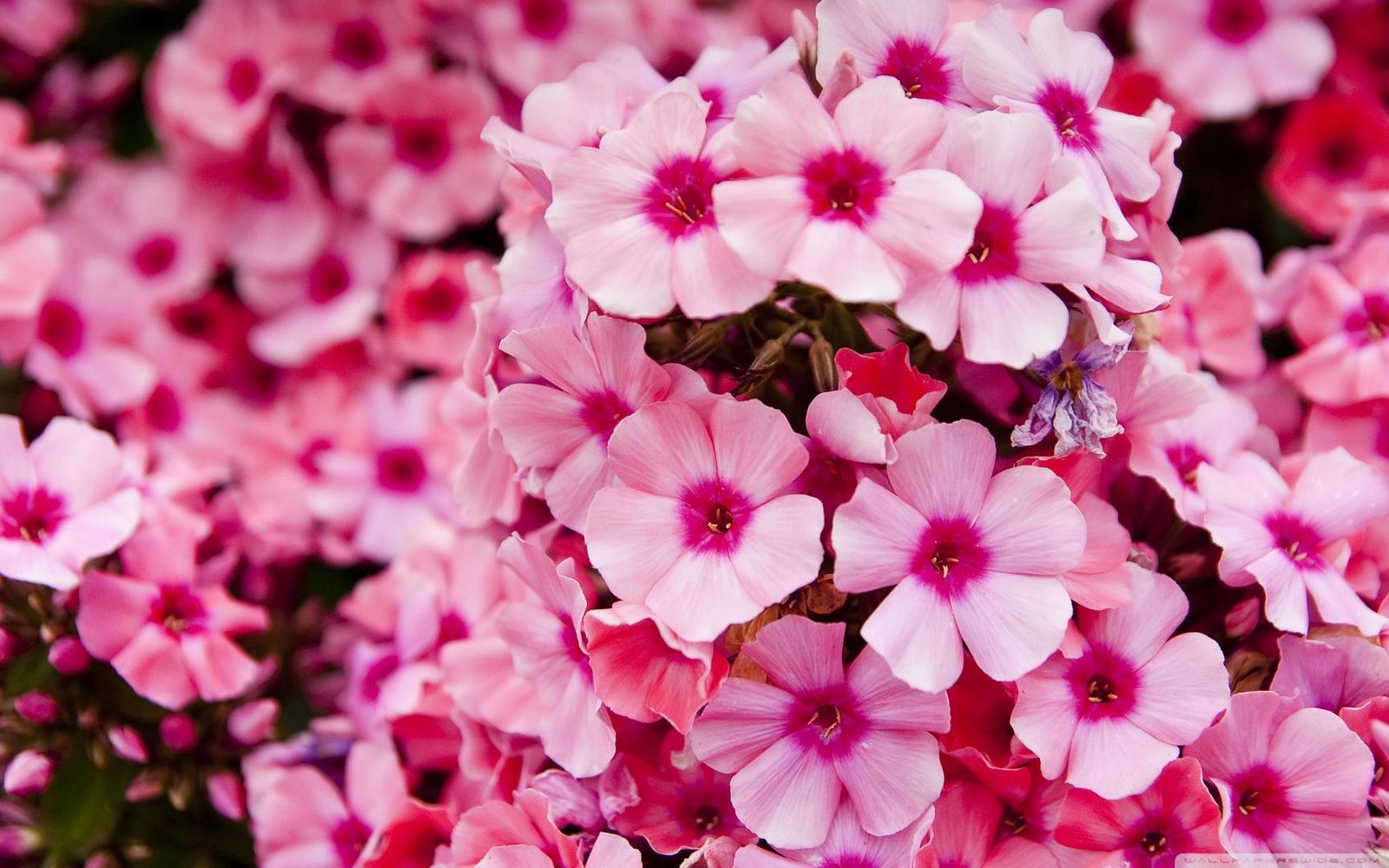 pink garden flowers compress