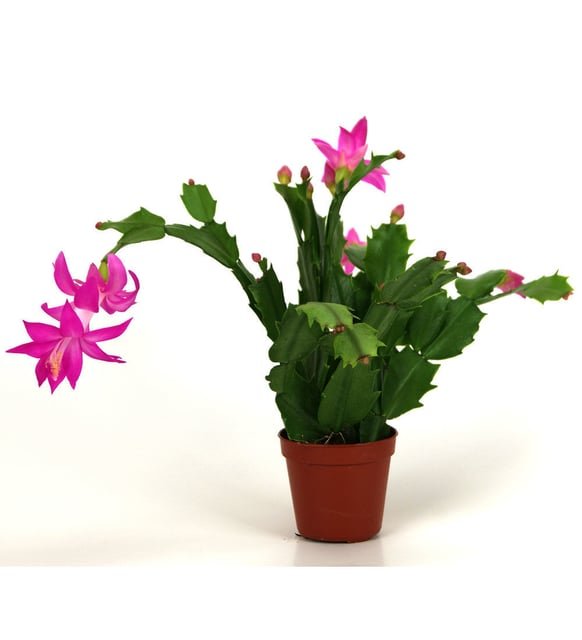 Yılbaşı Çiçeği Schlumbergera Kaktüsü