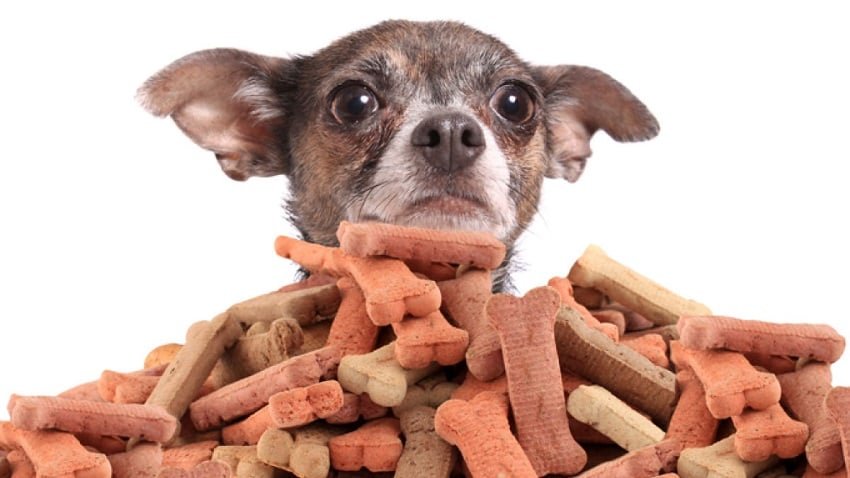 köpek ödül maması