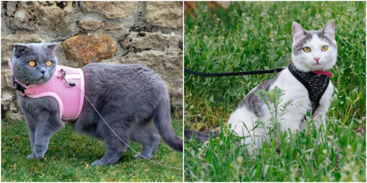 Gezmeyi Seven Kediler İçin En İyi Kedi Gezdirme Tasmaları