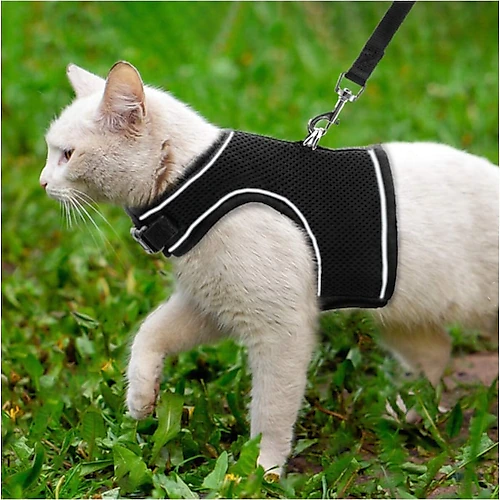 kedi gezdirme tasmaları