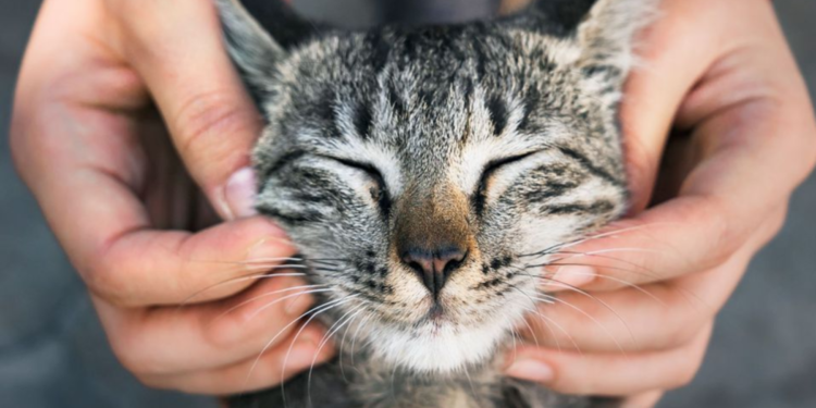 Kediler İçin En İyi Ödül Maması Seçenekleri ve Beslenme Rehberi