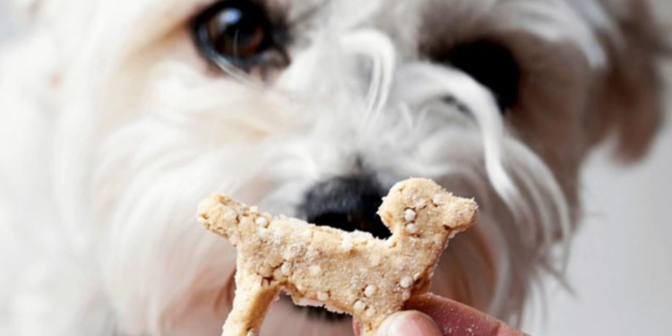 En İyi Köpek Ödül Mamaları: Marka Önerileri ve Tavsiyeler