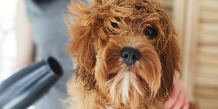 Mükemmel Kokan Tüylü Dostlarımız İçin: En İyi Köpek Şampuanları