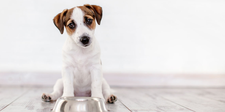 En İyi Küçük Irk Köpek Yiyecekleri