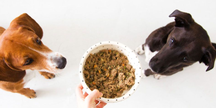 En İyi Tahılsız Konserve Köpek Yemleri