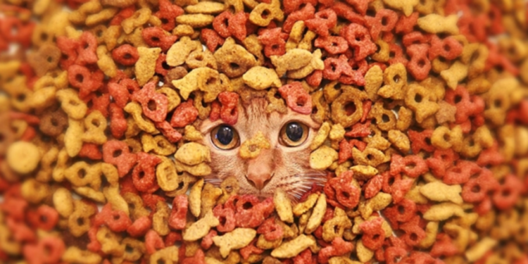 Sevimli Ev Arkadaşlarımız için: En İyi Yaşlı ve Yetişkin Kedi Mamaları