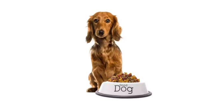 En İyi Yavru Köpek Besinleri