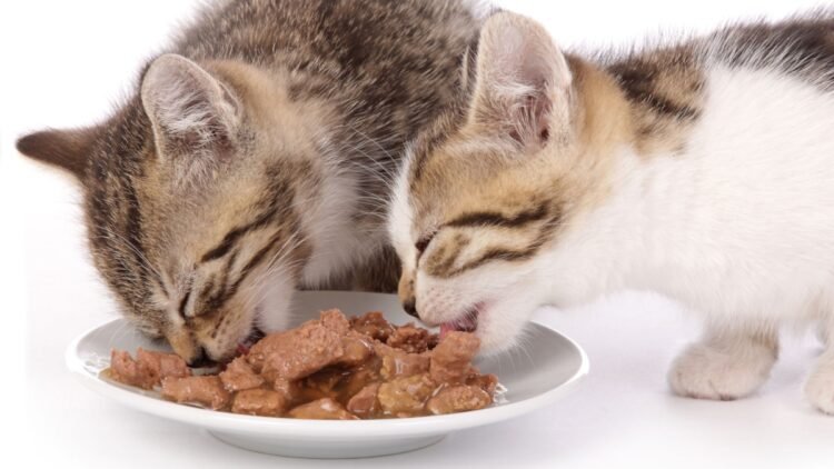 Kedilerin Beslenmesi Nasıl Olmalı? En İyi Yaş Mama Markaları Hangileri?