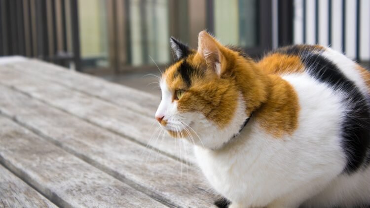 Tüy Dökme Sorununu Ortadan Kaldırın! Parlak ve Sağlıklı Tüyler İçin En İyi Kedi Mamaları