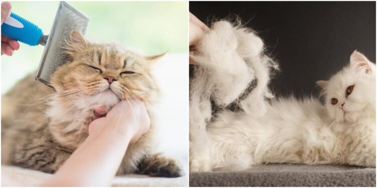 Kedi Tüyü Sorunu Olanlar İçin En Etkili Toplama Ürünleri