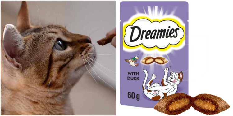 En İyi Kedi Eğitim Ürünleri: Tavsiyeler ve Öneriler