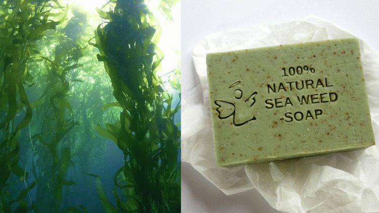 600 Yıllık Tarihle Deniz Yosunu Sabunu ve Faydaları