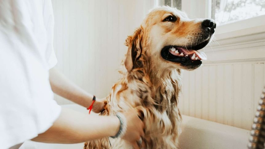 köpek malzemeleri