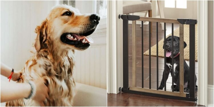 Her Köpek Sahibinin Sahip Olması Gereken Köpek Eşyaları
