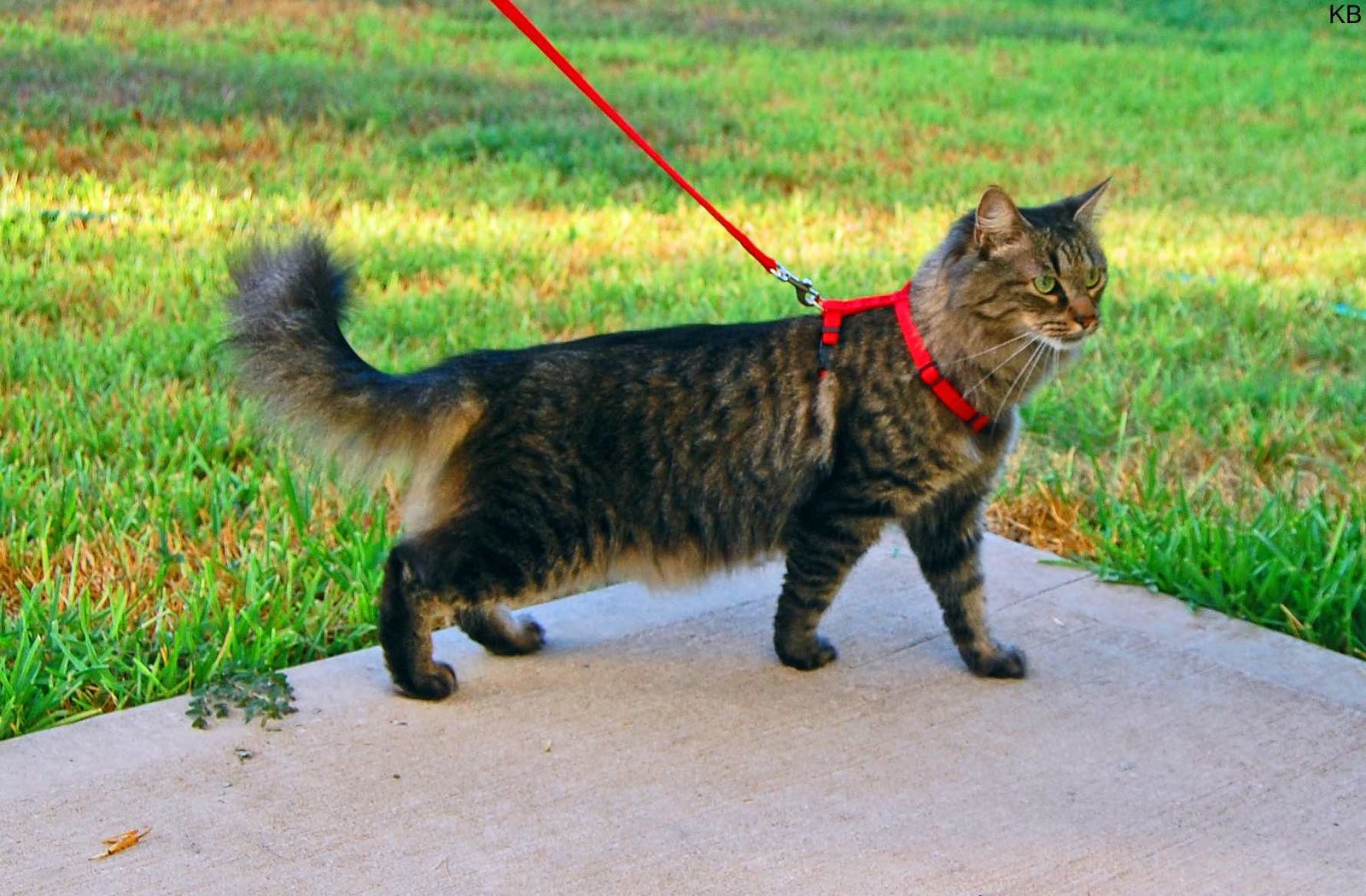 en uygun kedi malzemeleri
