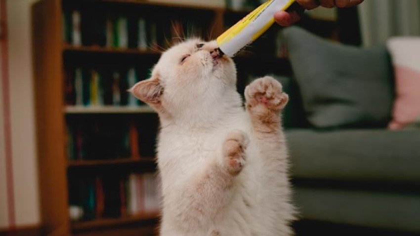 en uygun kedi malzemeleri