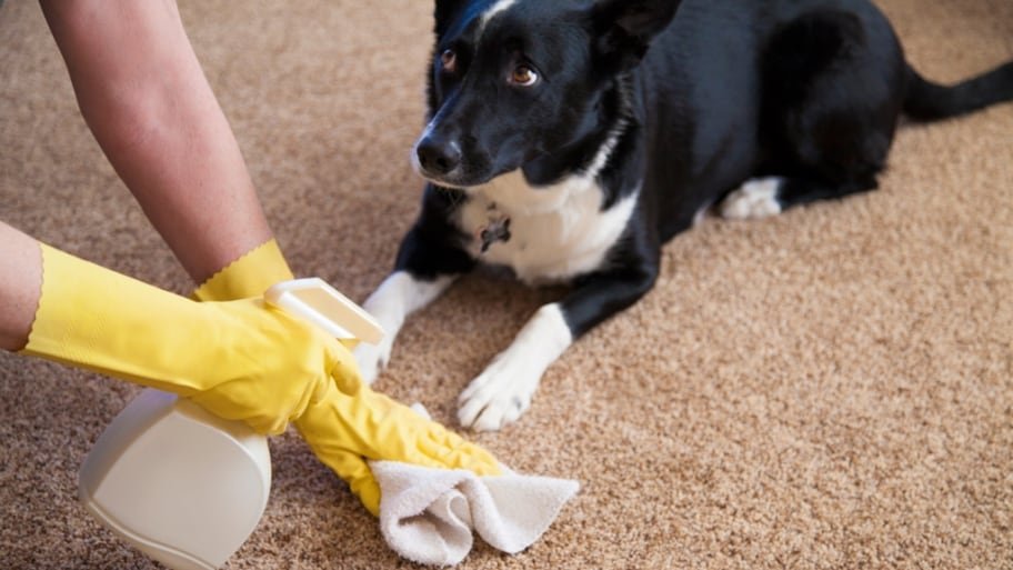 faydalı kedi ve köpek ürünleri