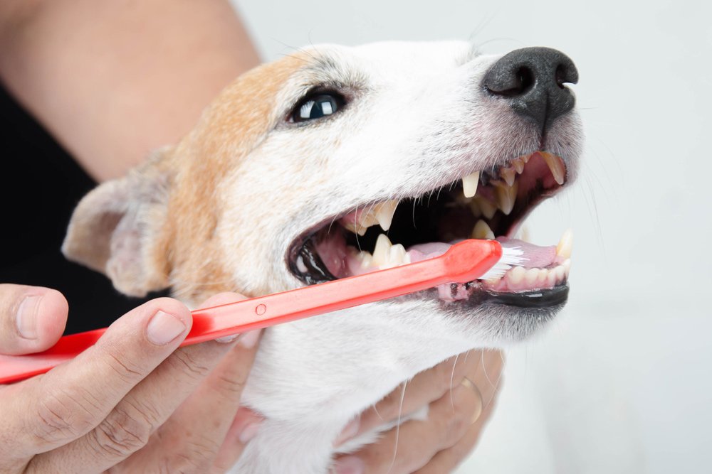 faydalı kedi ve köpek ürünleri