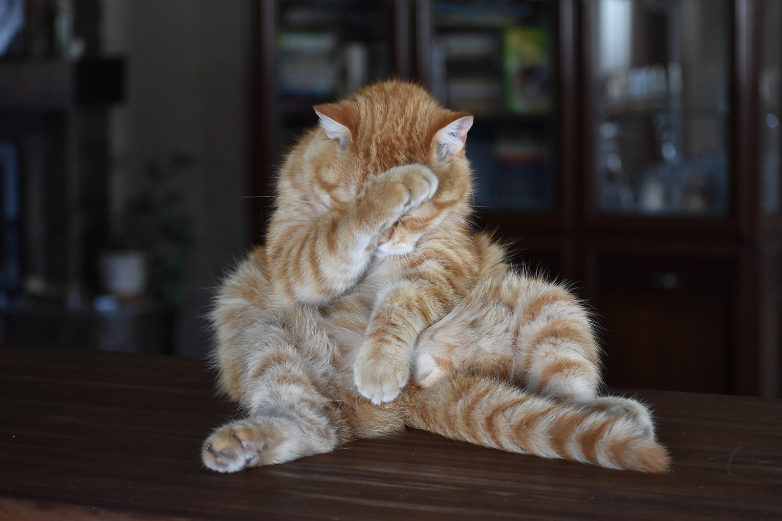 en iyi kedi maması