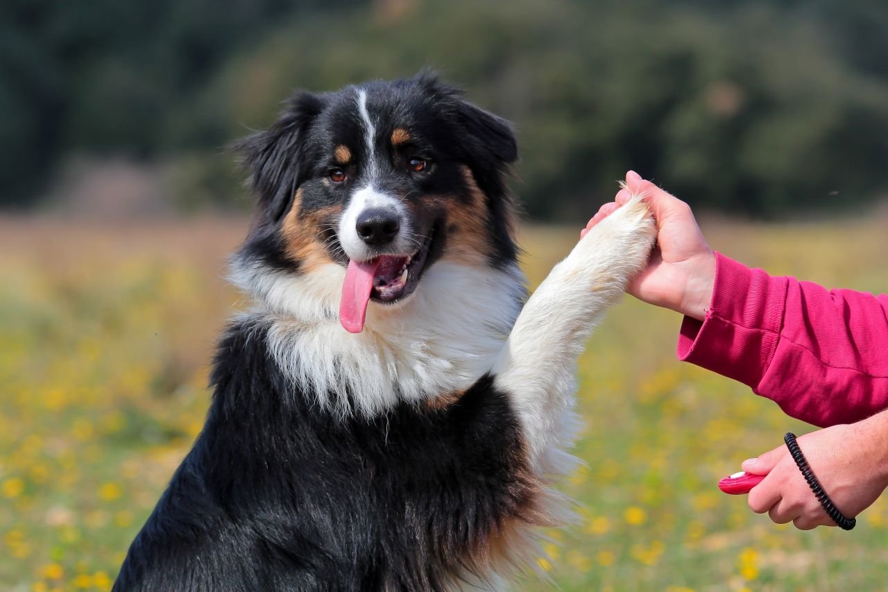 köpek malzemeleri