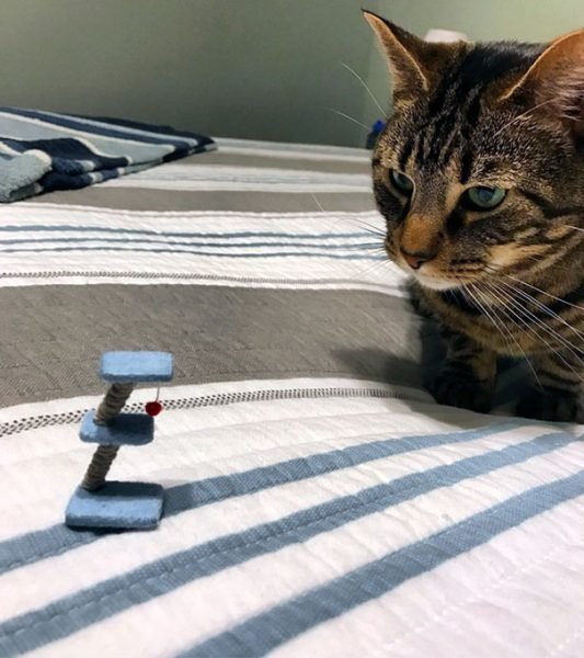 cat-prank